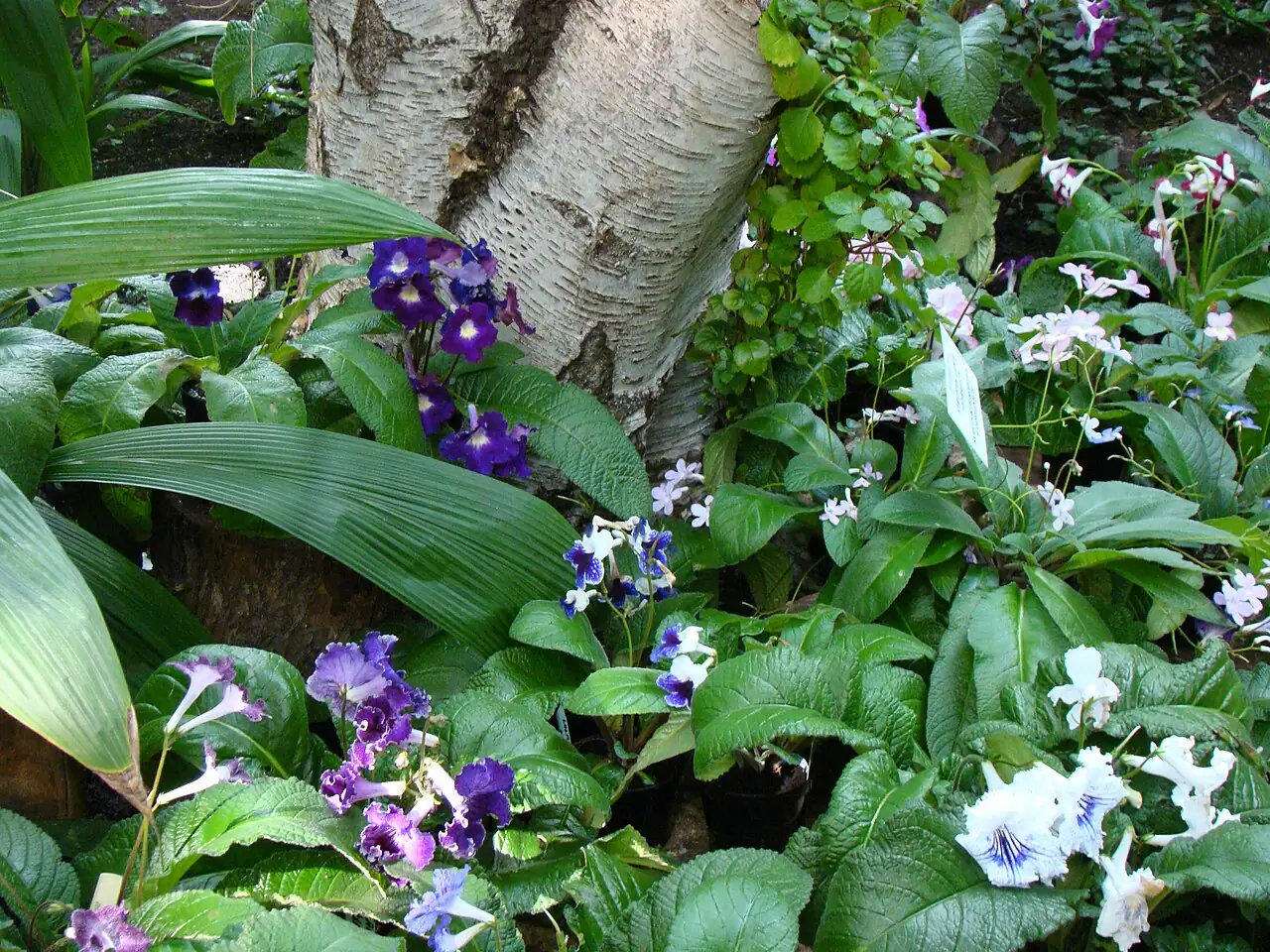海角苣苔 (Streptocarpus) — 细节