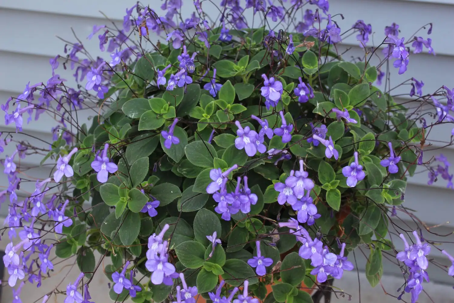 海角苣苔 (Streptocarpus) — 主图
