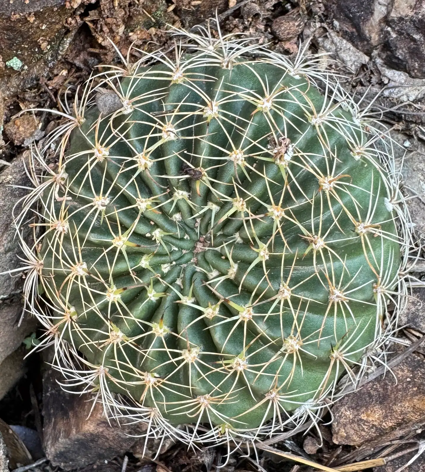 沙堡疣 (Unknown (trade name; exact species/cultivar not confirmed)) — 更多视角