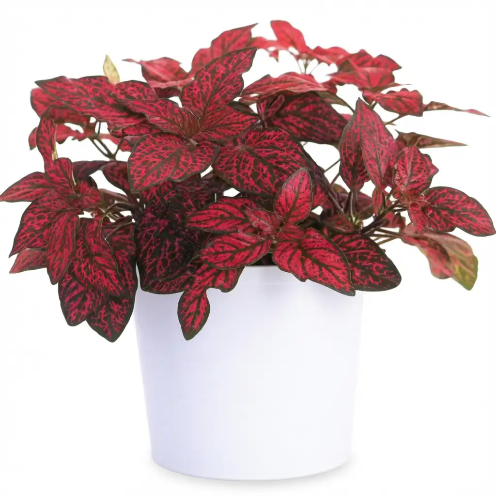 嫣红蔓 (Hypoestes phyllostachya) — 细节