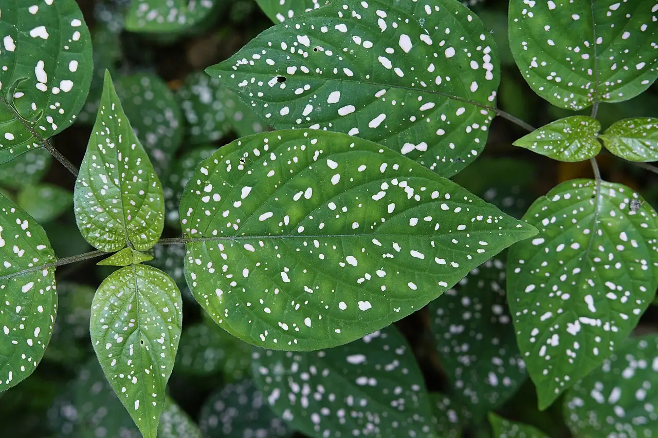 嫣红蔓 (Hypoestes phyllostachya) — 特写