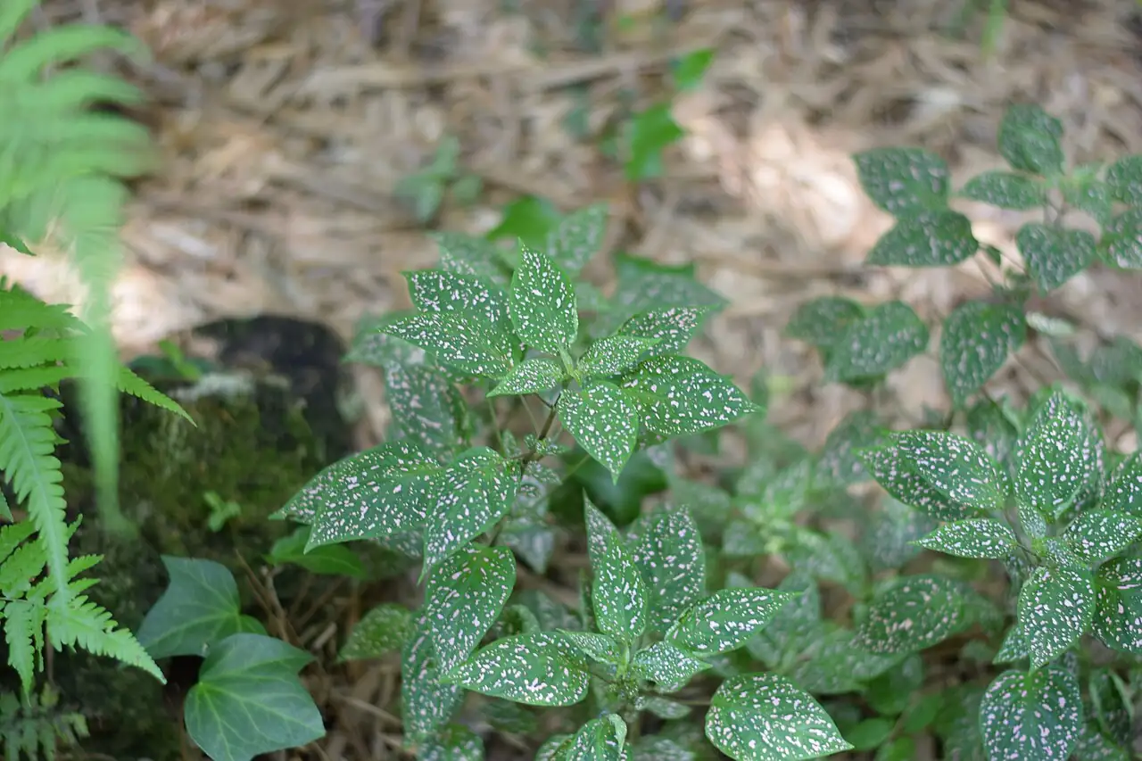 嫣红蔓 (Hypoestes phyllostachya) — 更多视角
