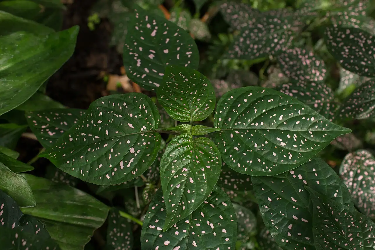 嫣红蔓 (Hypoestes phyllostachya) — 环境展示