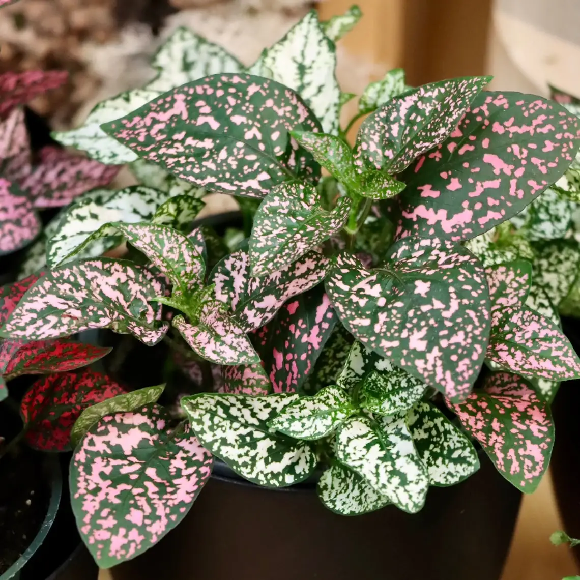 嫣红蔓 (Hypoestes phyllostachya) — 主图