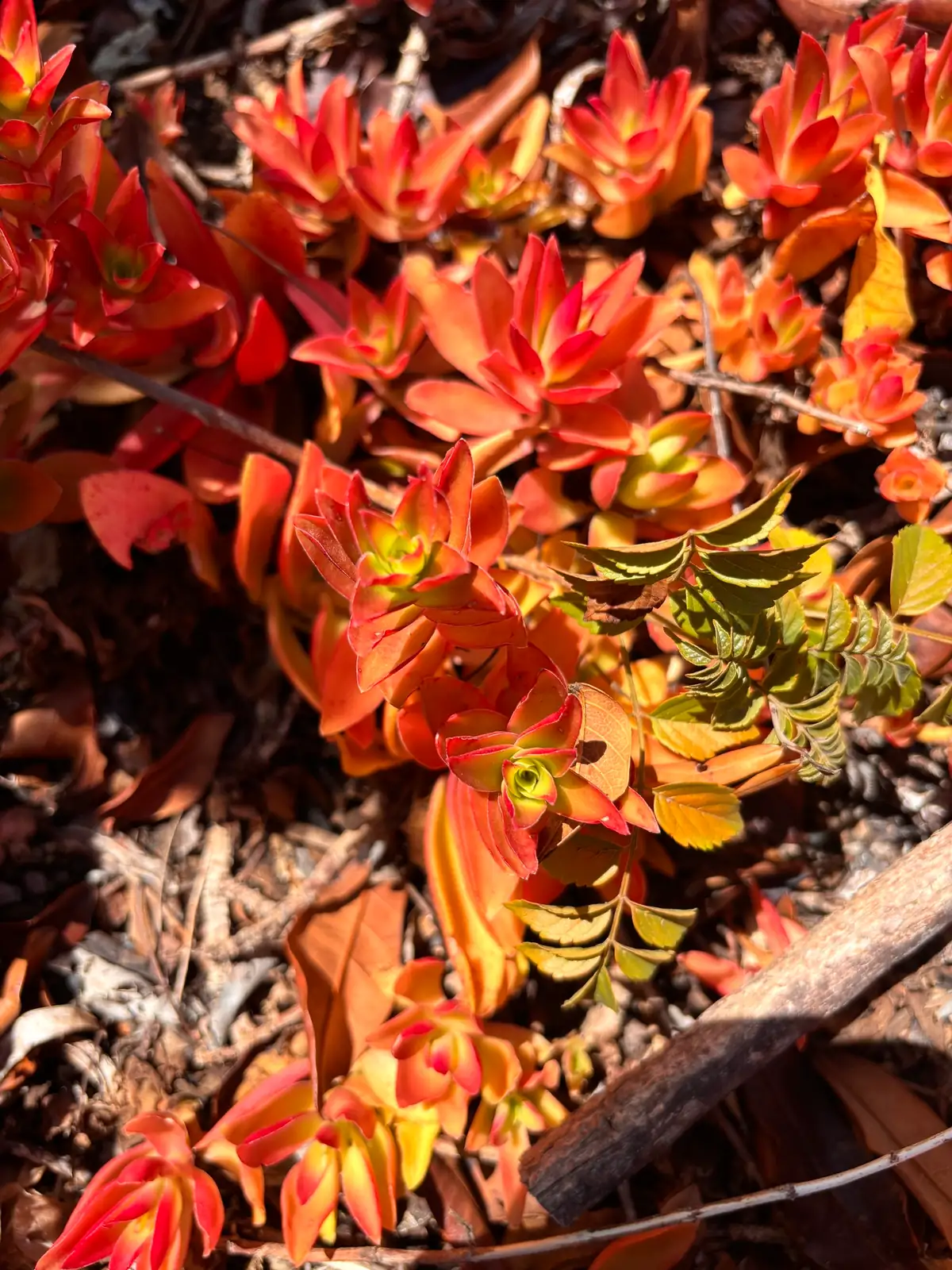 火祭 (Crassula capitella 'Campfire') — 更多视角