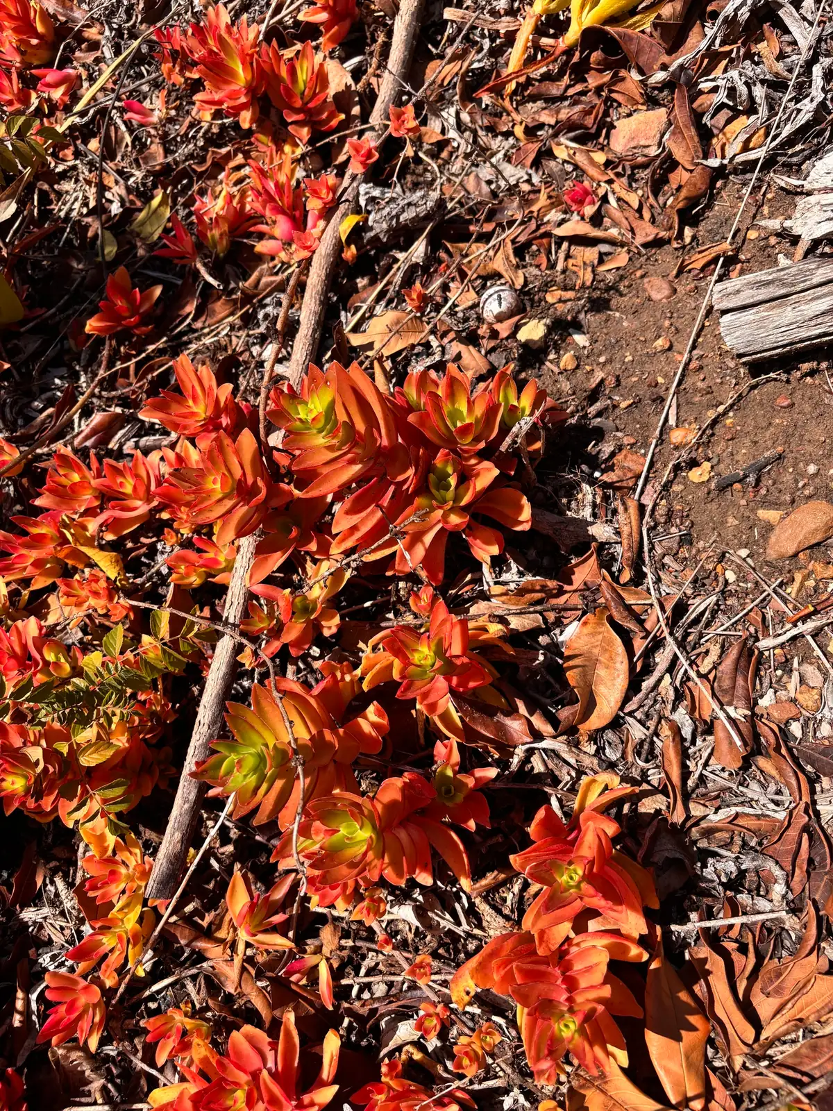 火祭 (Crassula capitella 'Campfire') — 更多视角