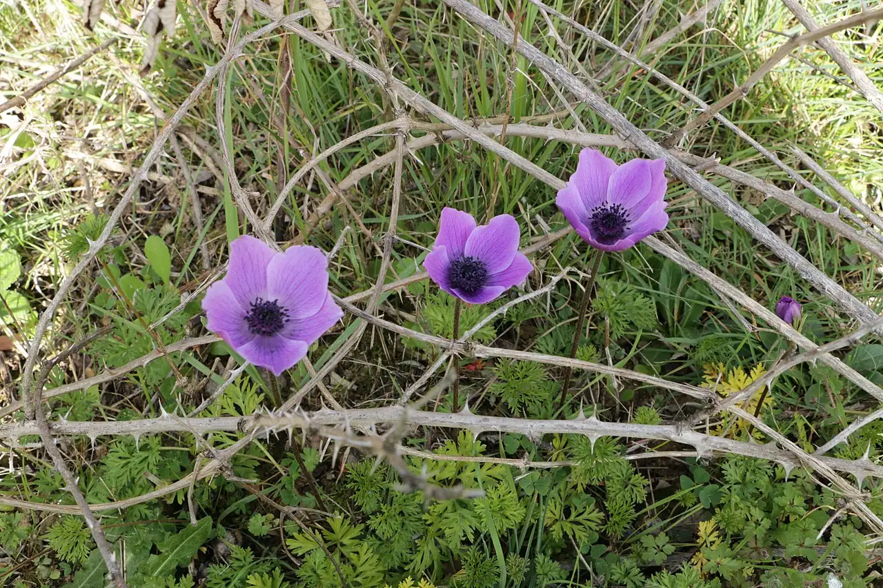 欧洲银莲花 (Anemone coronaria) — 特写