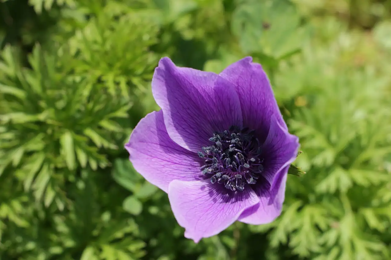 欧洲银莲花 (Anemone coronaria) — 环境展示