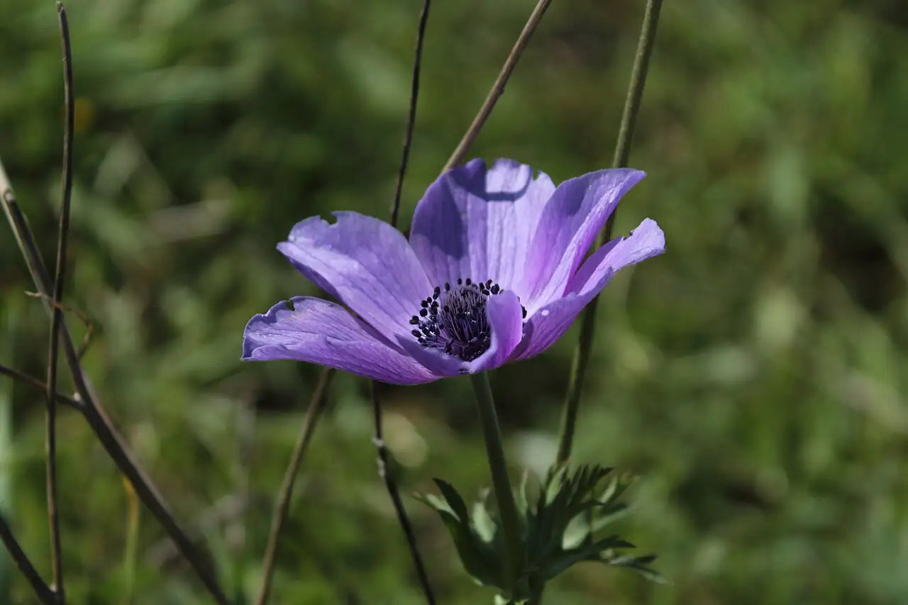 欧洲银莲花 (Anemone coronaria) — 更多视角