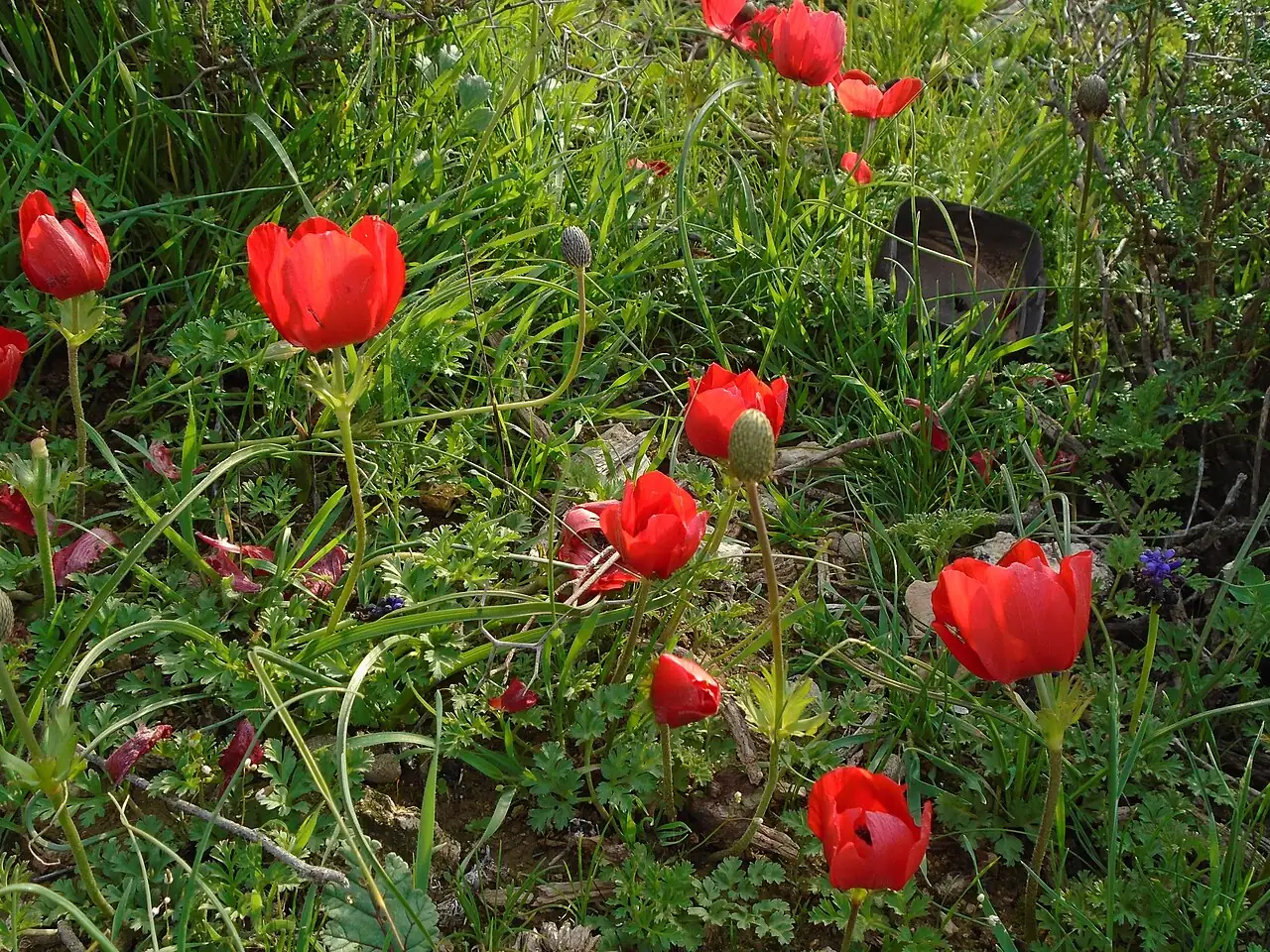 欧洲银莲花 (Anemone coronaria) — 更多视角