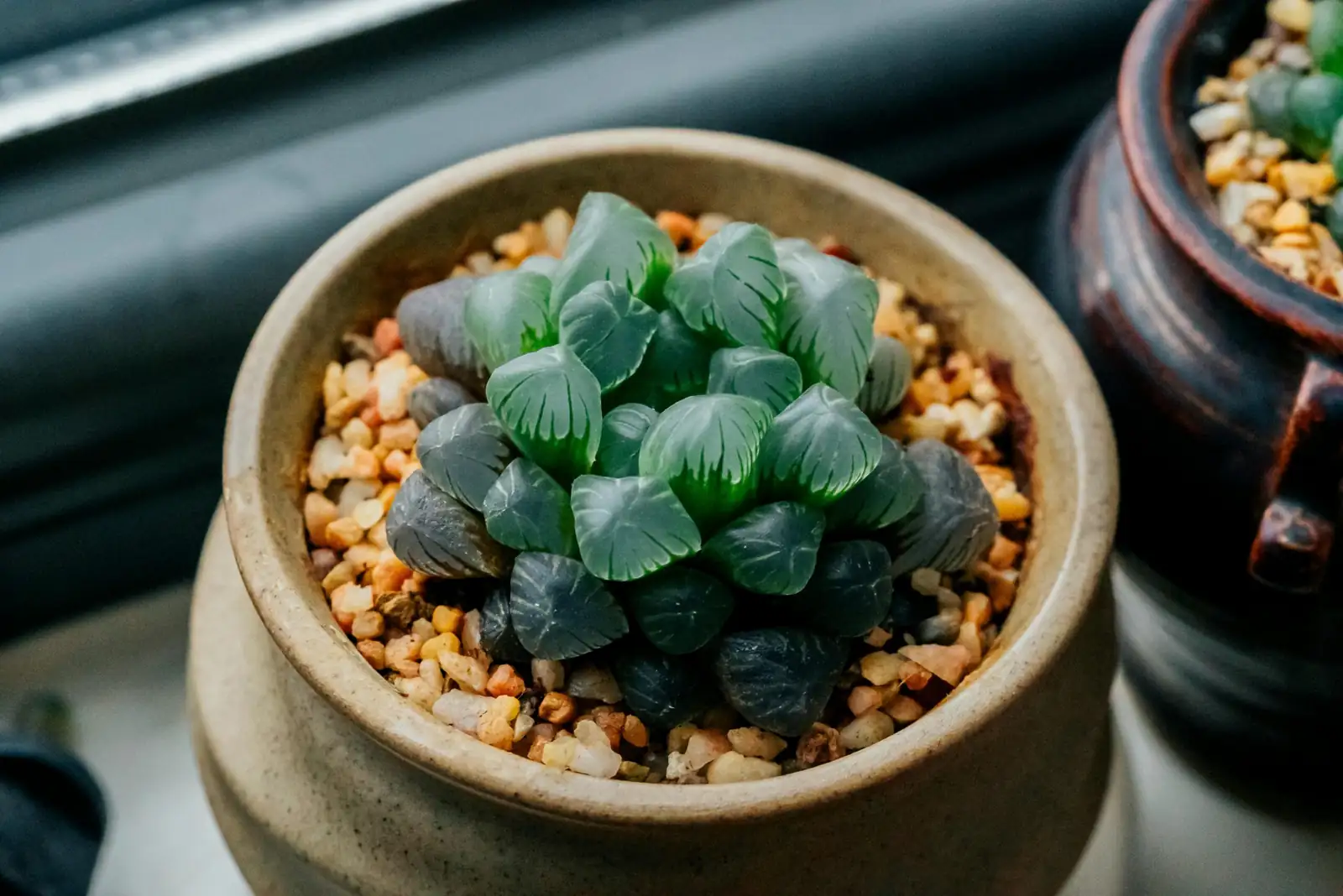 玉露 (Haworthia cooperi) — 特写