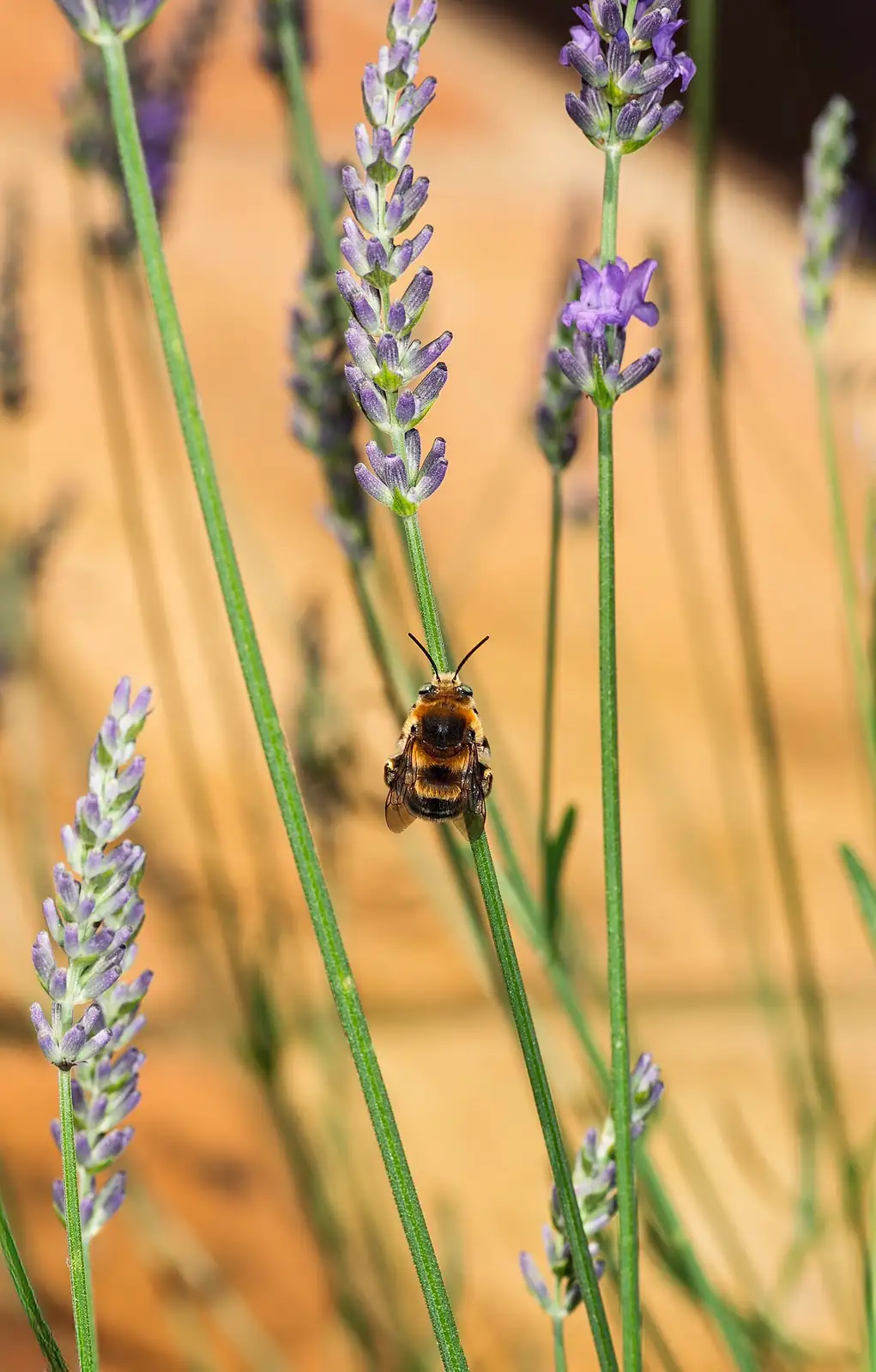 薰衣草 (Lavandula angustifolia) — 更多视角