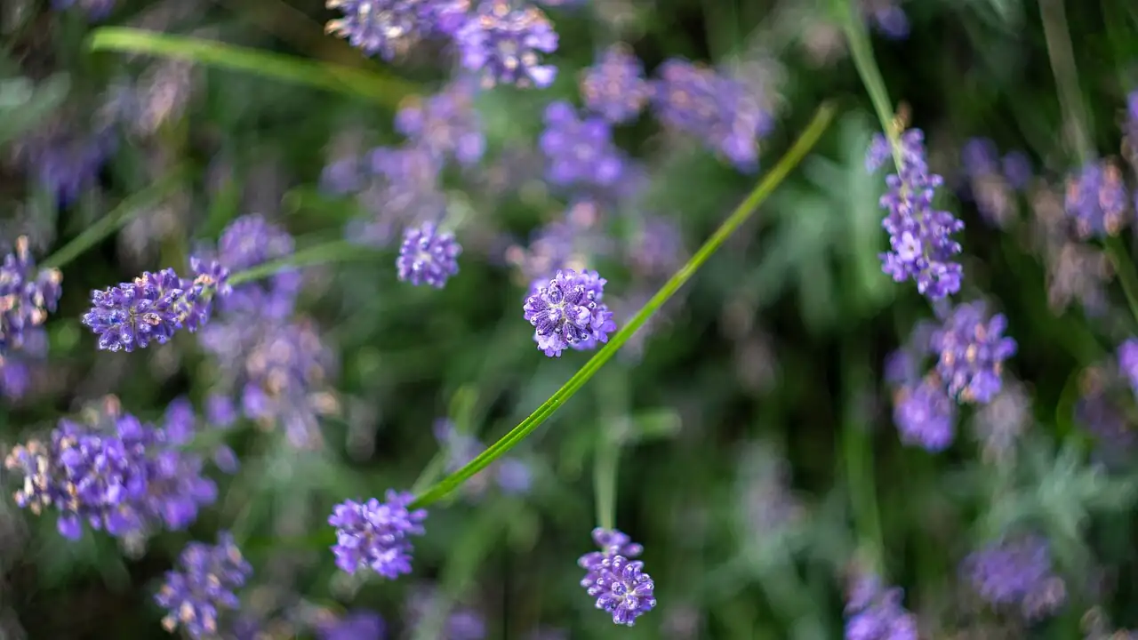 薰衣草 (Lavandula angustifolia) — 环境展示