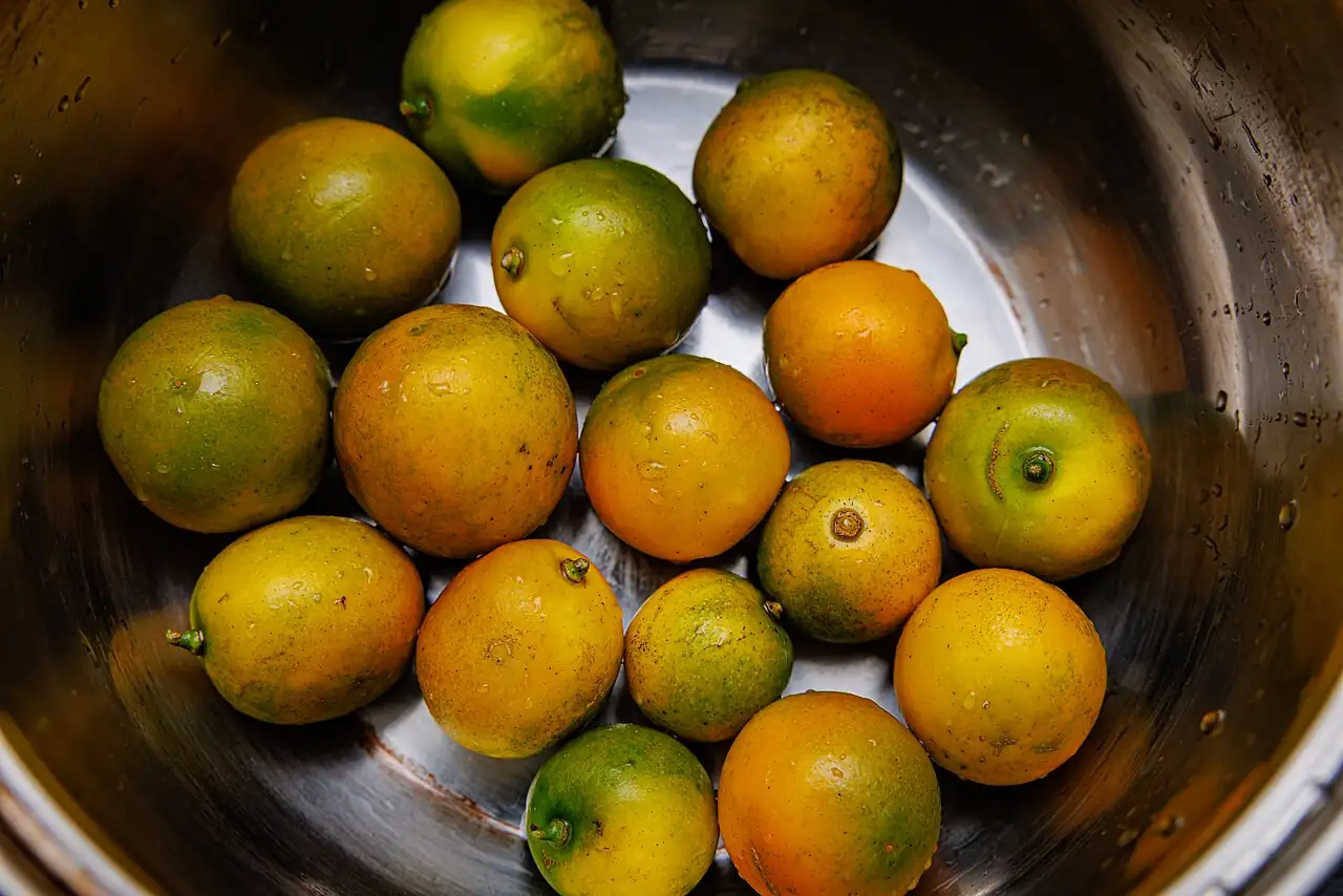 金橘 (Citrus japonica) — 更多视角