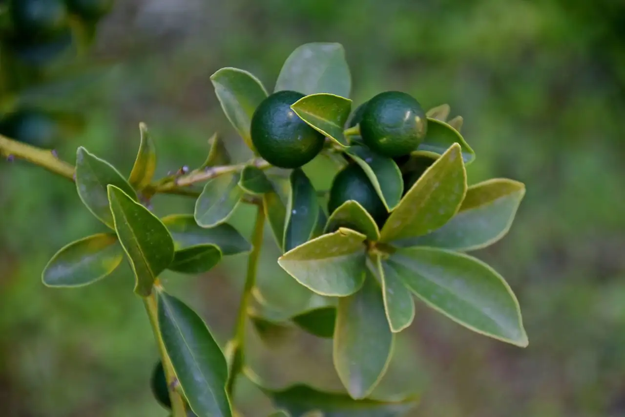 金橘 (Citrus japonica) — 更多视角