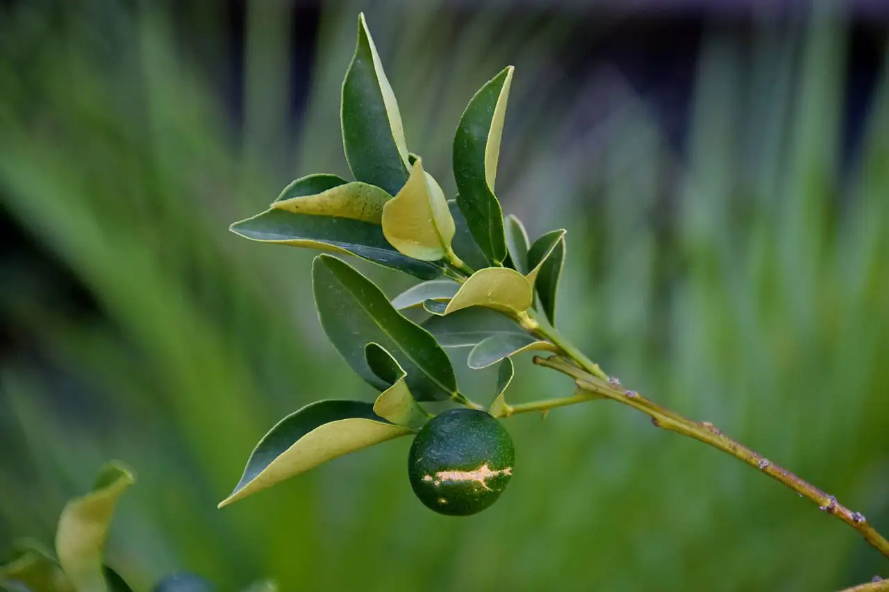 金橘 (Citrus japonica) — 更多视角