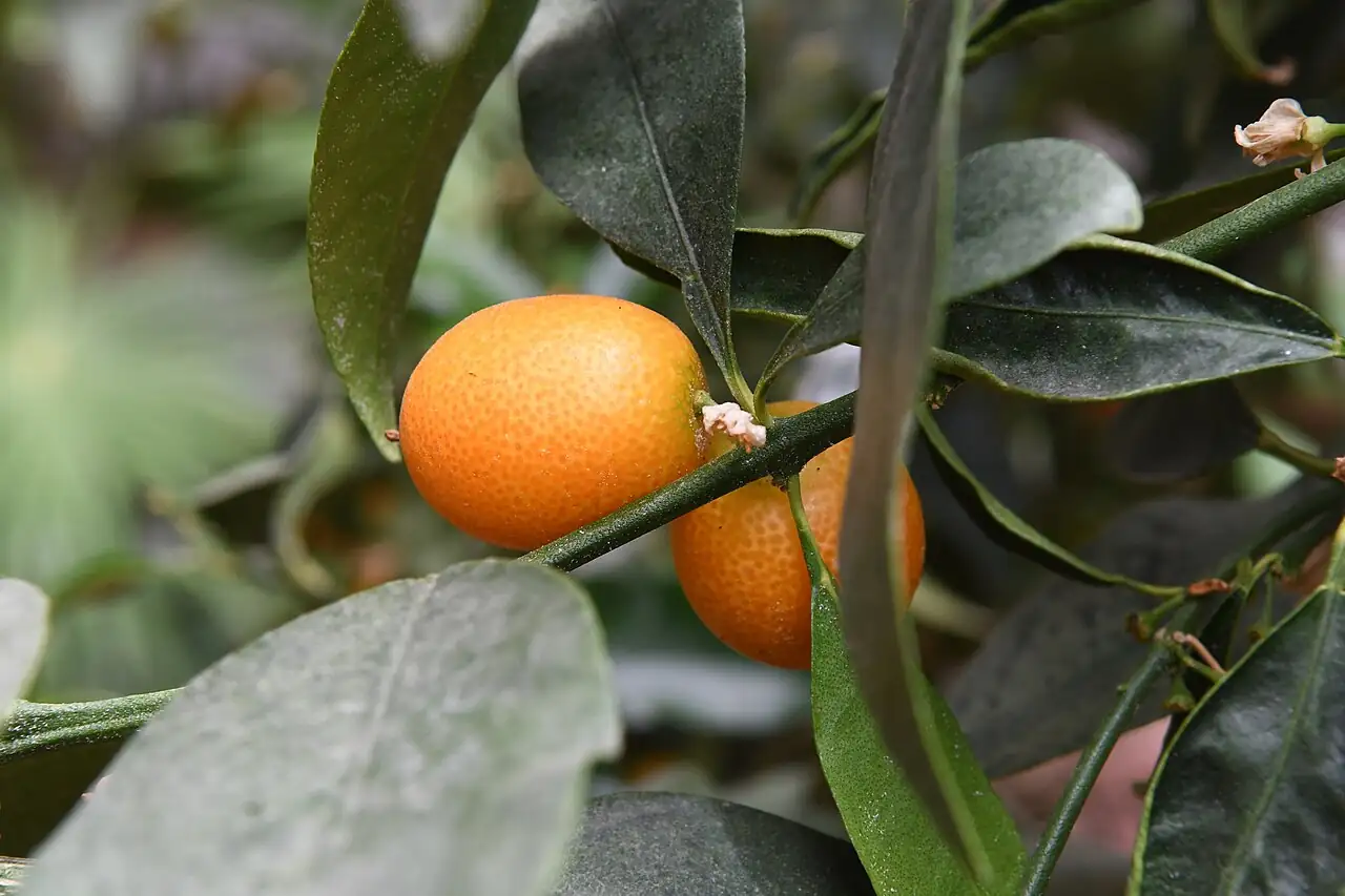 金橘 (Citrus japonica) — 环境展示