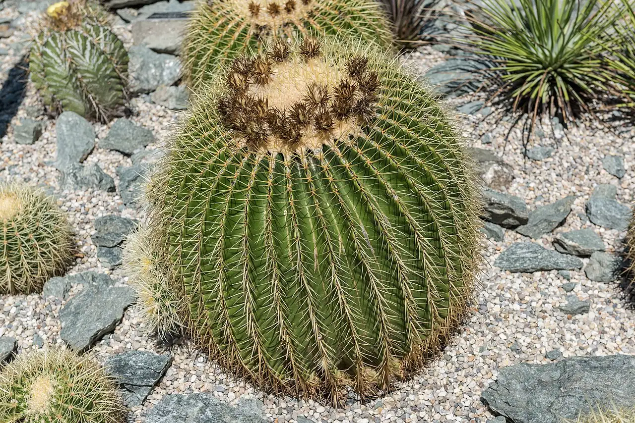 金琥 (Echinocactus grusonii) — 更多视角