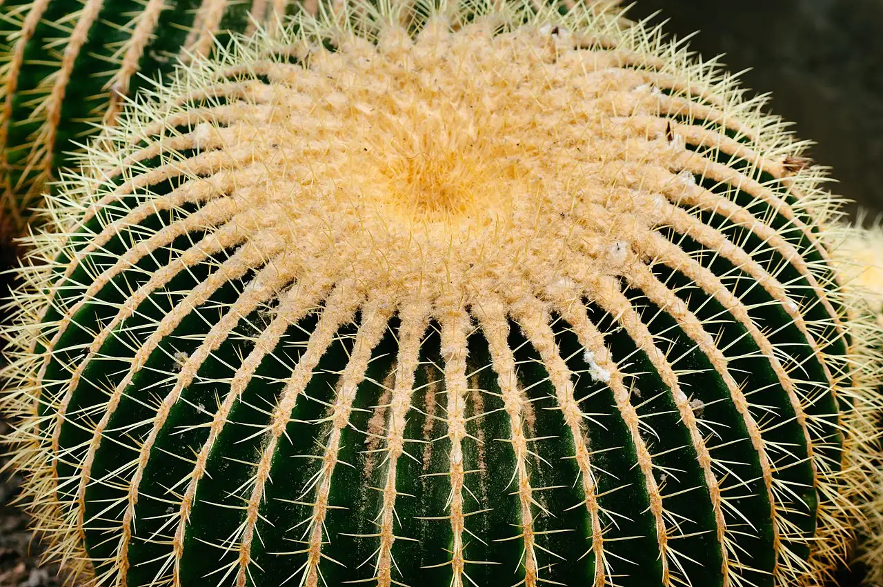 金琥 (Echinocactus grusonii) — 更多视角