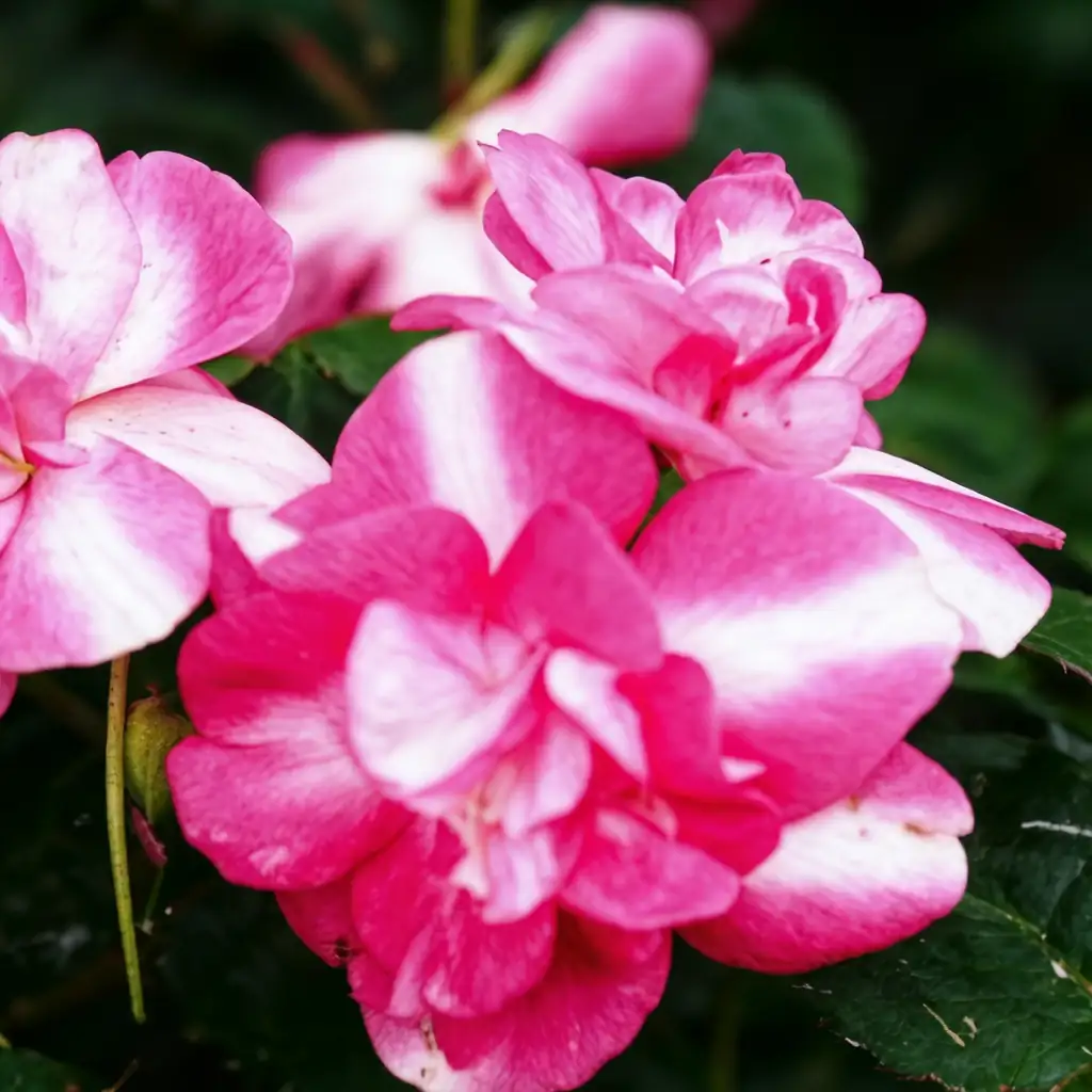 非洲凤仙 (Impatiens walleriana) — 细节