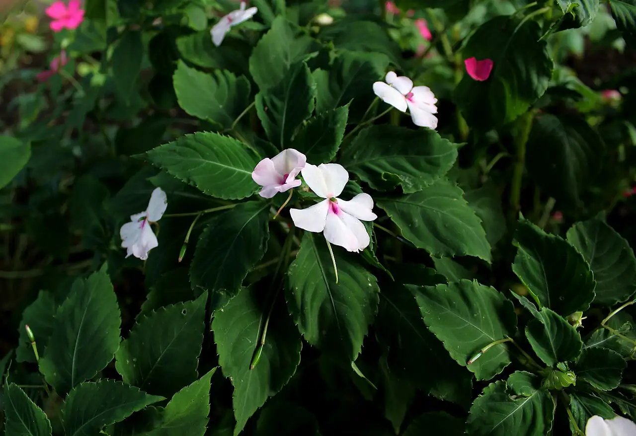 非洲凤仙 (Impatiens walleriana) — 环境展示