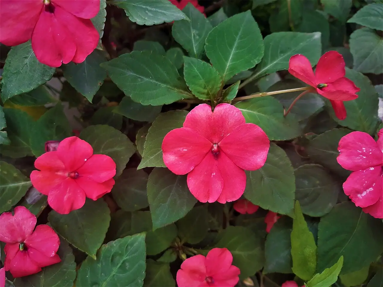 非洲凤仙 (Impatiens walleriana) — 更多视角