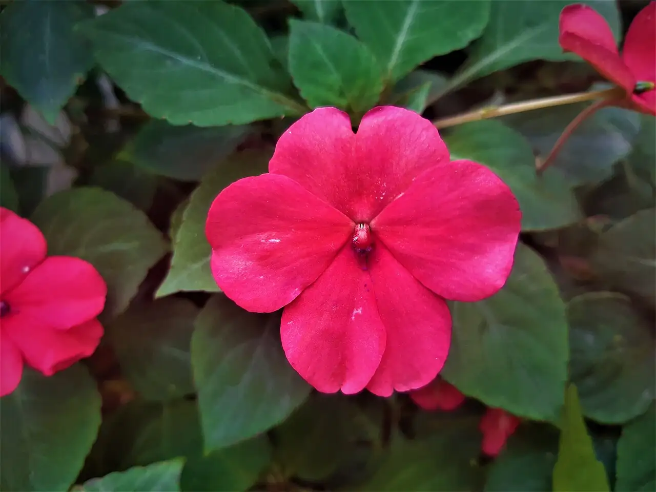 非洲凤仙 (Impatiens walleriana) — 更多视角