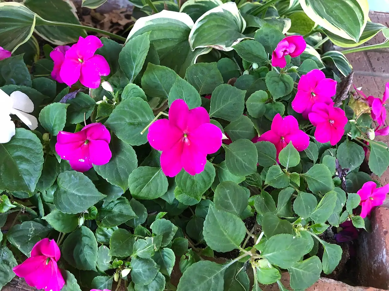 非洲凤仙 (Impatiens walleriana) — 更多视角