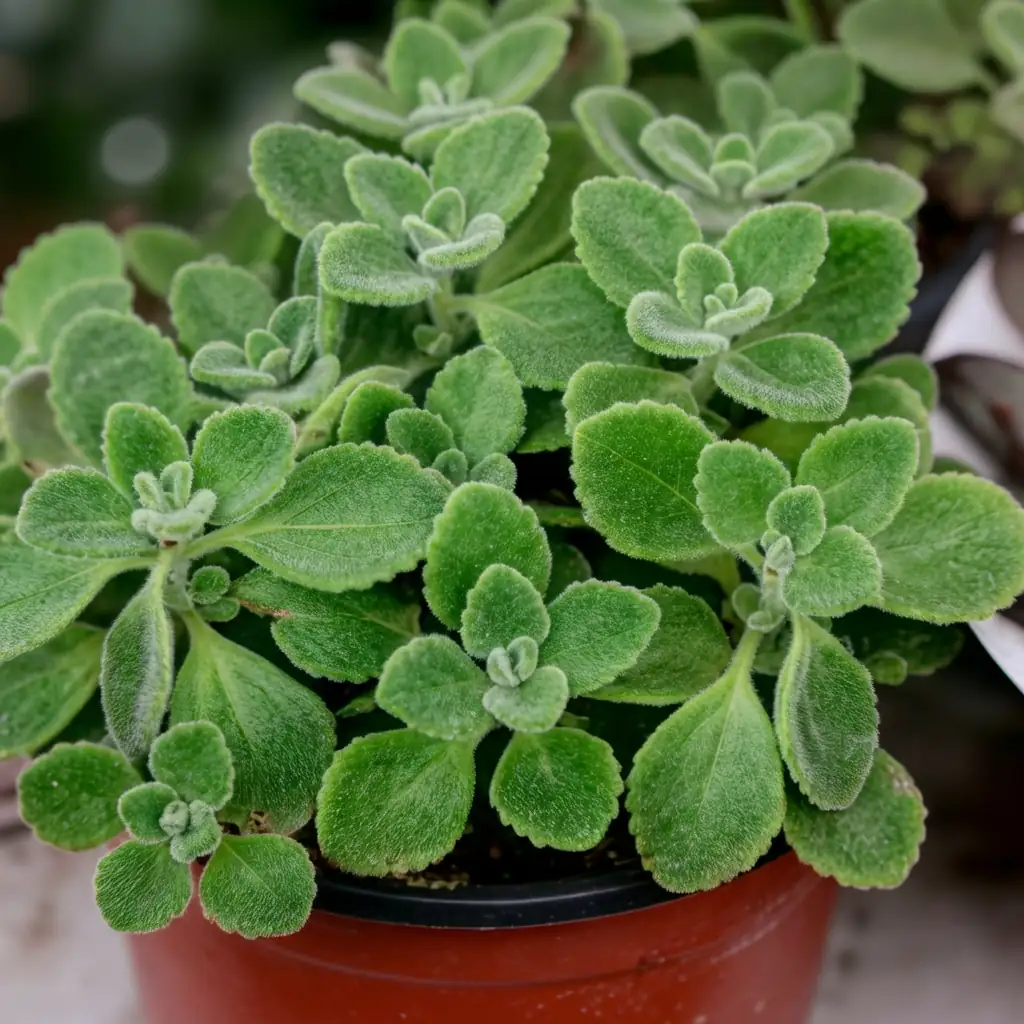 碰碰香 (Plectranthus hadiensis var. tomentosus) — 特写