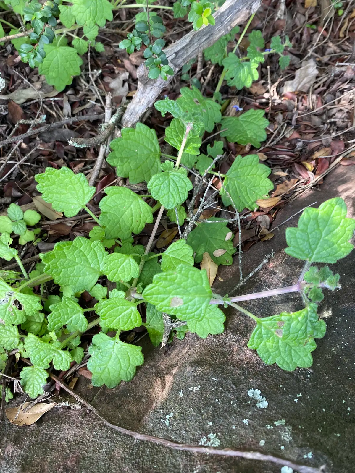 碰碰香 (Plectranthus hadiensis var. tomentosus) — 更多视角