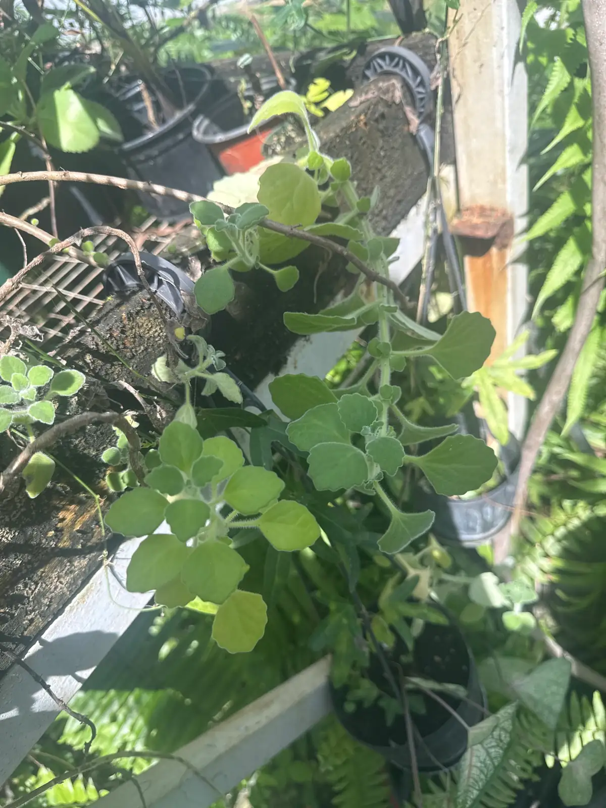 碰碰香 (Plectranthus hadiensis var. tomentosus) — 更多视角