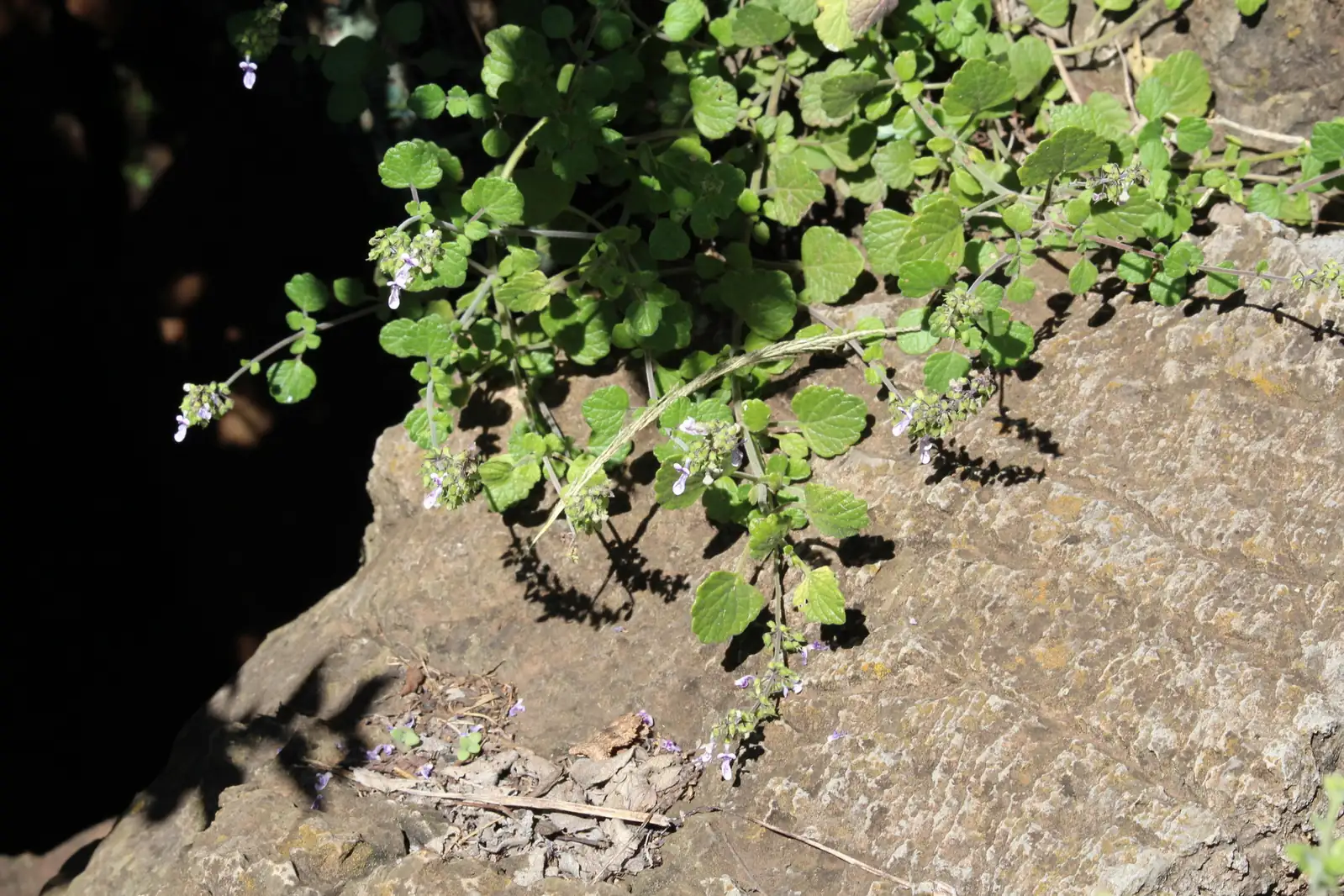 碰碰香 (Plectranthus hadiensis var. tomentosus) — 更多视角