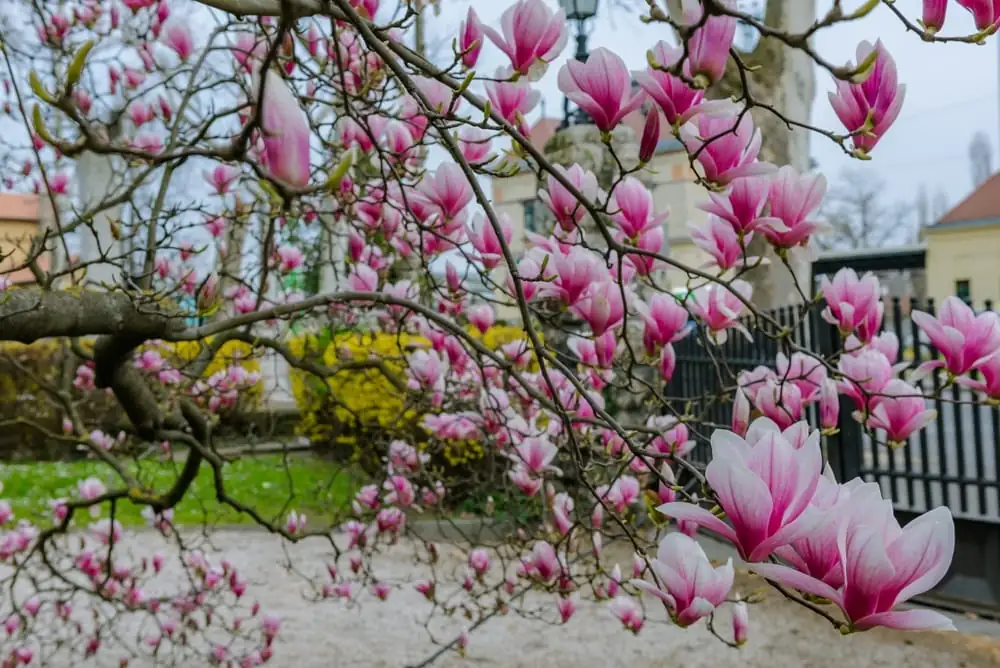 木兰（常见栽培类群多指玉兰/紫玉兰等） (Magnolia spp.) — 细节