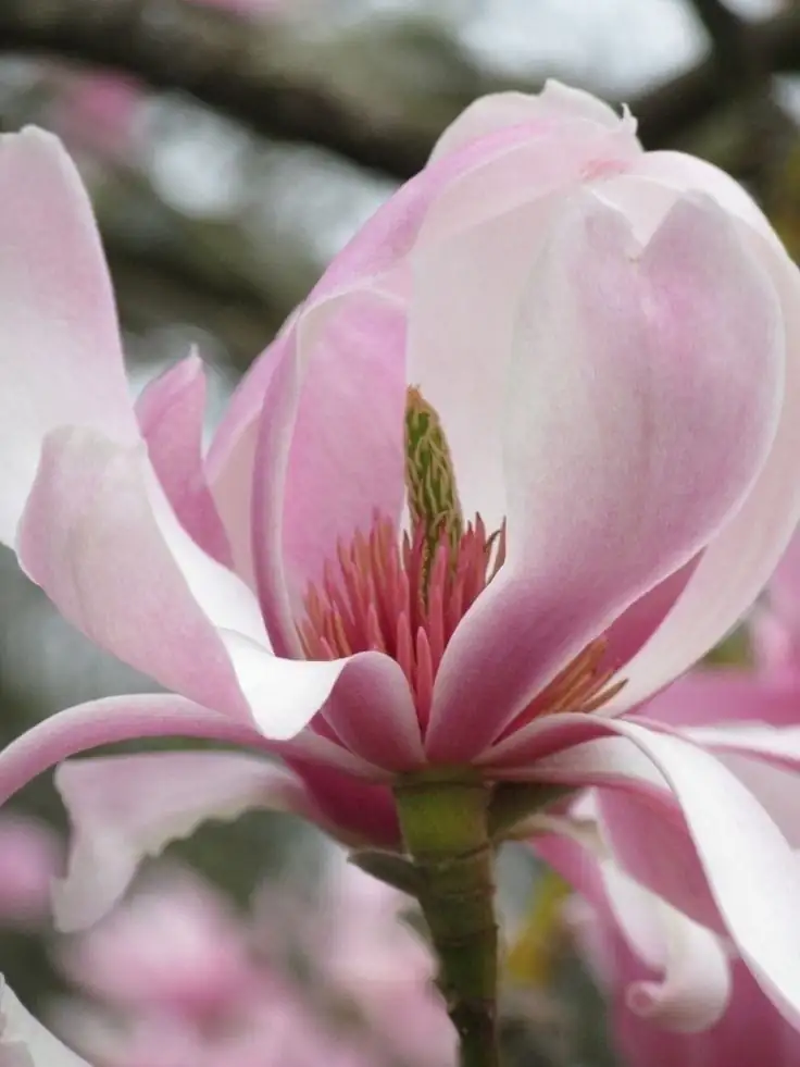 木兰（常见栽培类群多指玉兰/紫玉兰等） (Magnolia spp.) — 特写