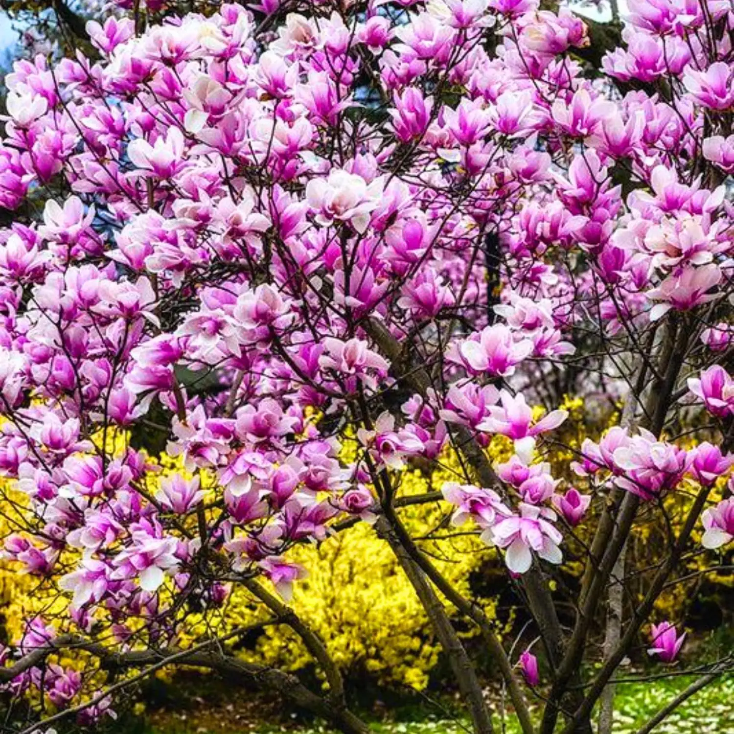 木兰（常见栽培类群多指玉兰/紫玉兰等） (Magnolia spp.) — 环境展示