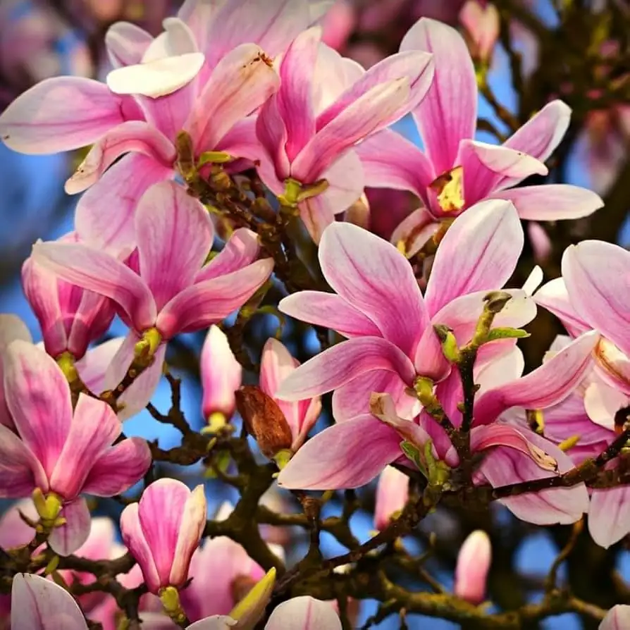 木兰（常见栽培类群多指玉兰/紫玉兰等） (Magnolia spp.) — 更多视角
