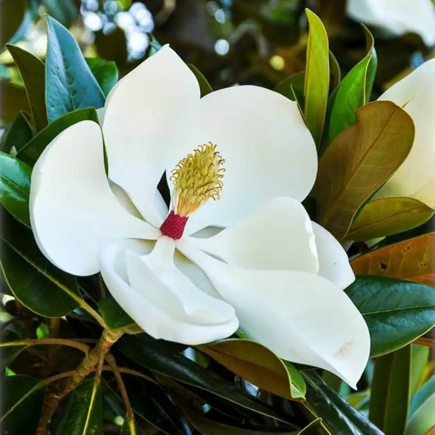 木兰（常见栽培类群多指玉兰/紫玉兰等） (Magnolia spp.) — 更多视角