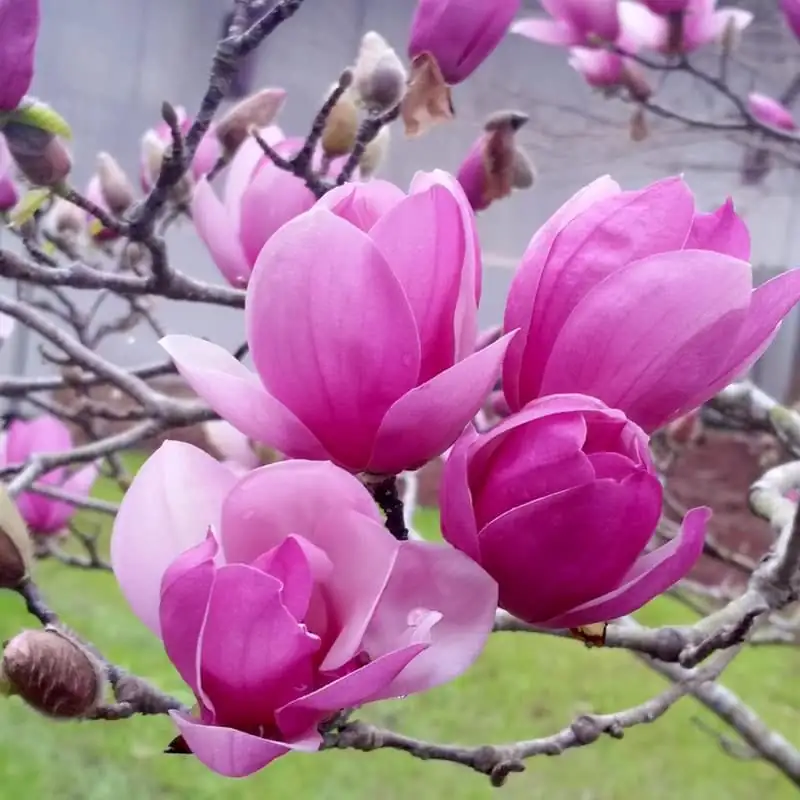 木兰（常见栽培类群多指玉兰/紫玉兰等） (Magnolia spp.) — 更多视角