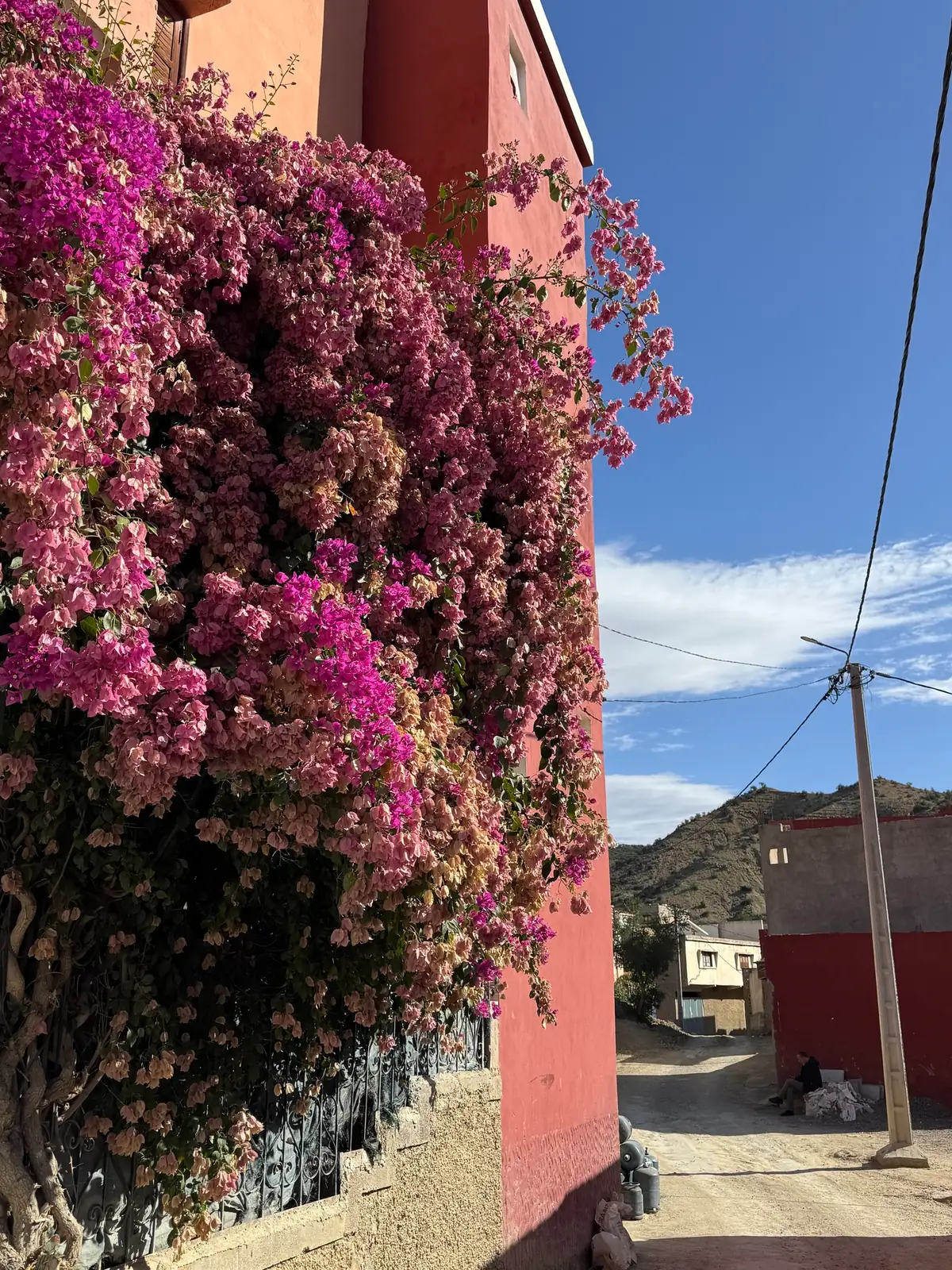 三角梅 (Bougainvillea glabra (and commonly grown hybrids such as Bougainvillea × buttiana)) — 特写