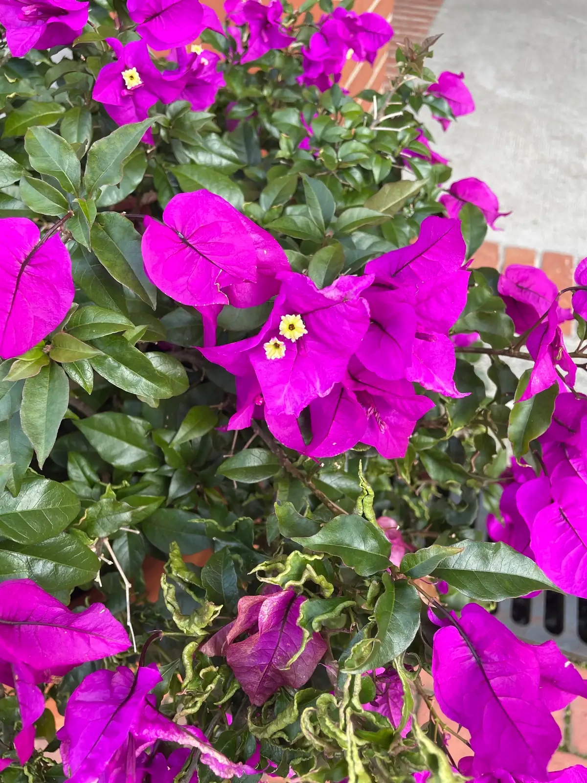 三角梅 (Bougainvillea glabra (and commonly grown hybrids such as Bougainvillea × buttiana)) — 环境展示