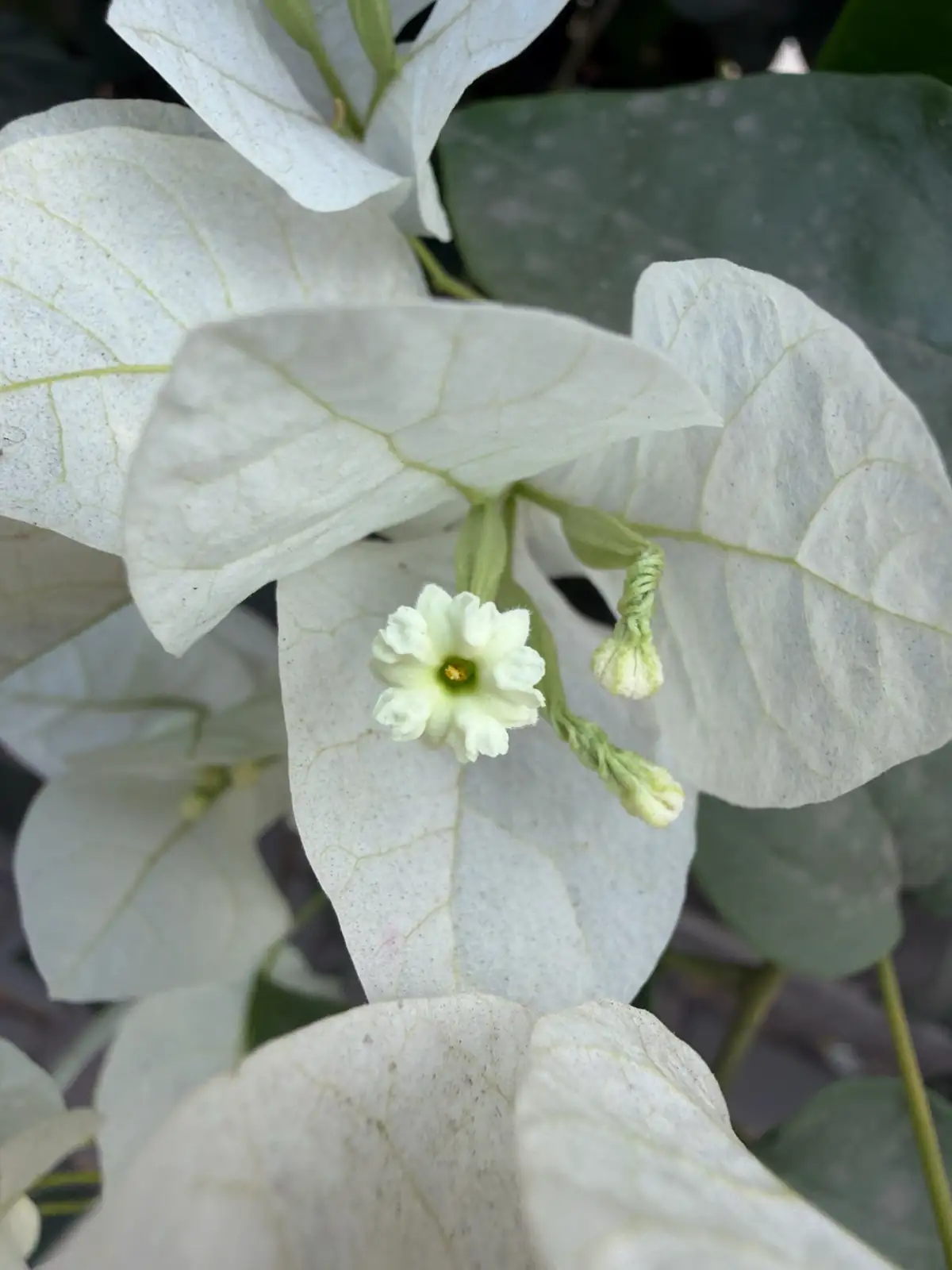 三角梅 (Bougainvillea glabra (and commonly grown hybrids such as Bougainvillea × buttiana)) — 更多视角