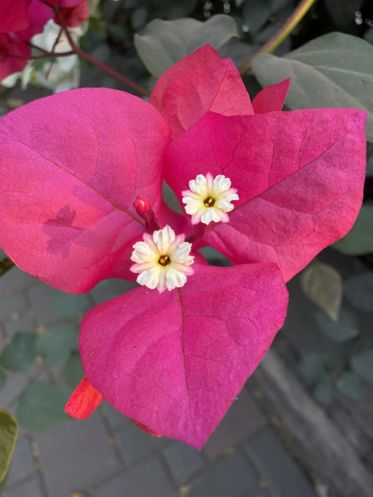 三角梅 (Bougainvillea glabra (and commonly grown hybrids such as Bougainvillea × buttiana)) — 更多视角