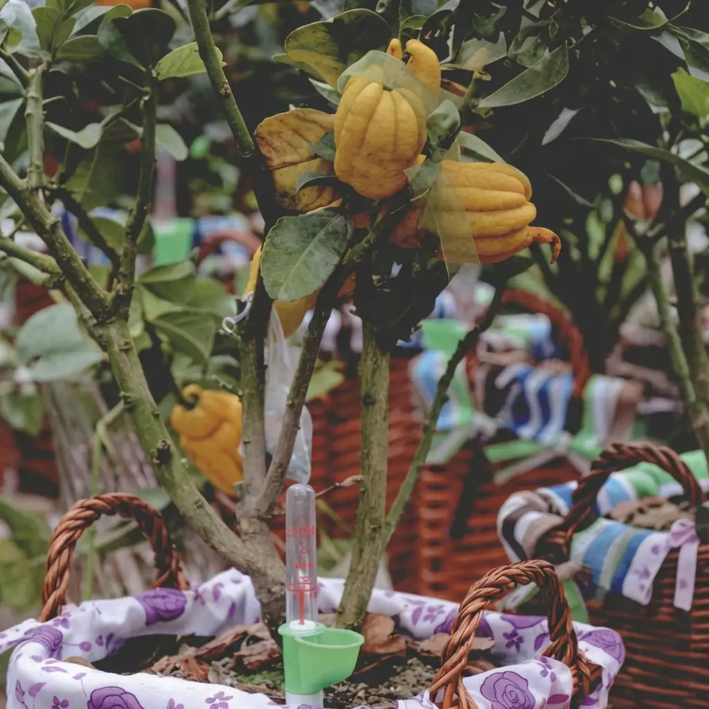 佛手 (Citrus medica var. sarcodactylis) — 主图