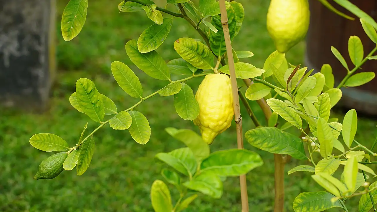 佛手 (Citrus medica var. sarcodactylis) — 细节
