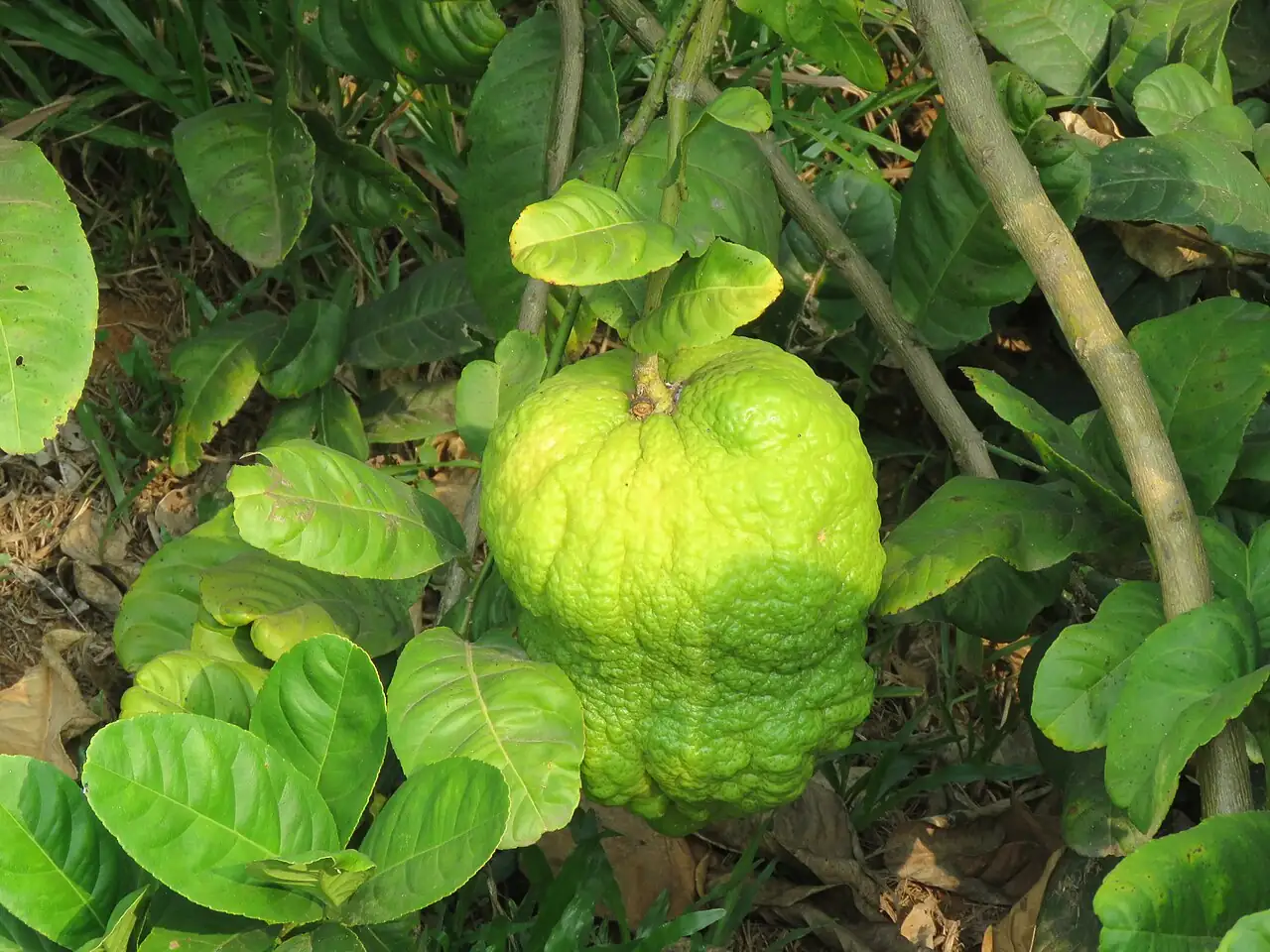 佛手 (Citrus medica var. sarcodactylis) — 更多视角