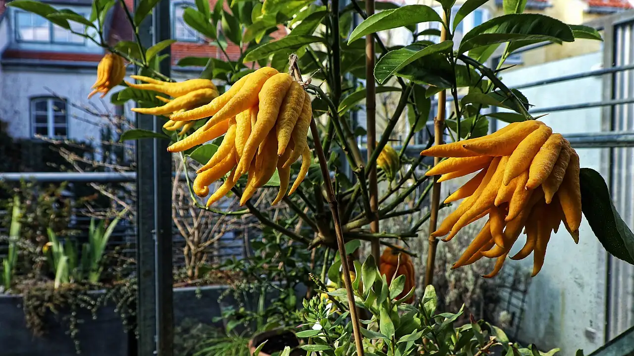佛手 (Citrus medica var. sarcodactylis) — 特写