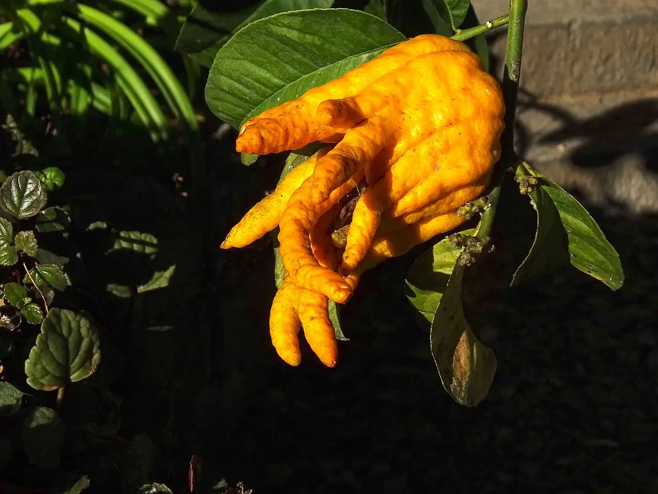 佛手 (Citrus medica var. sarcodactylis) — 环境展示