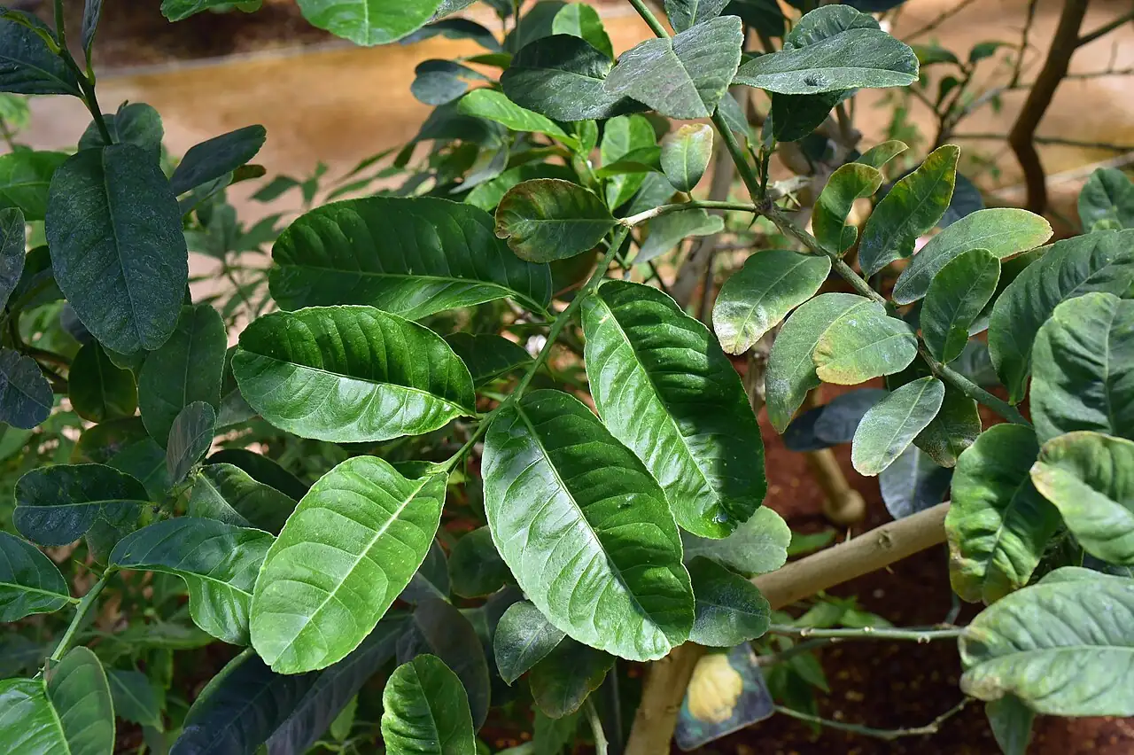 佛手 (Citrus medica var. sarcodactylis) — 更多视角