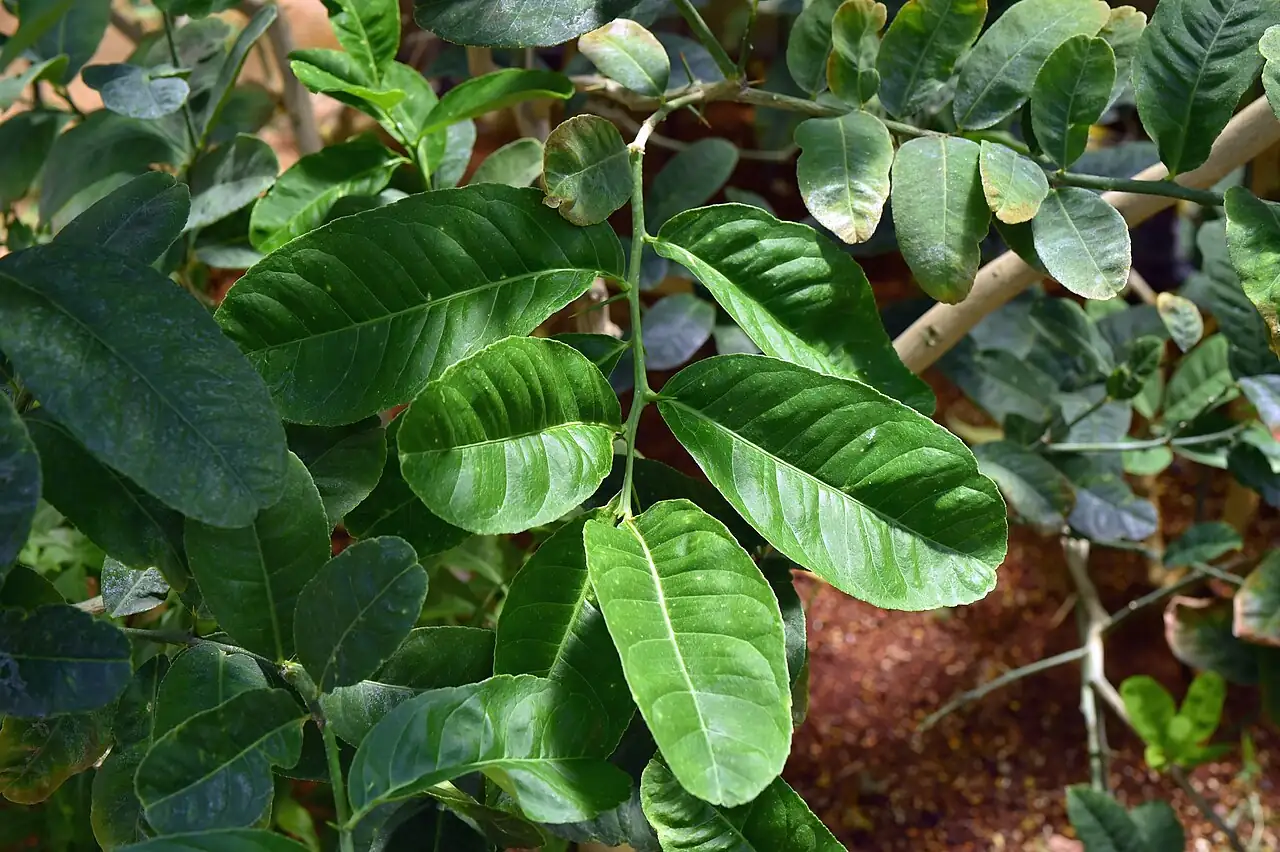 佛手 (Citrus medica var. sarcodactylis) — 更多视角
