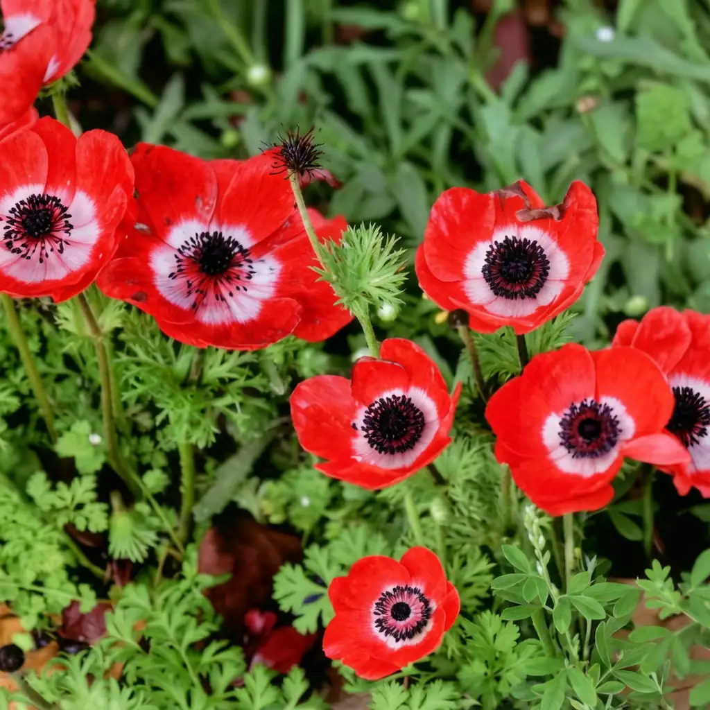欧洲银莲花 (Anemone coronaria) — 特写